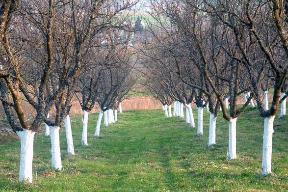 Krečenje stabala voćaka kao preventivna mera: Smanjenje rizika od mraza i ožegotina
