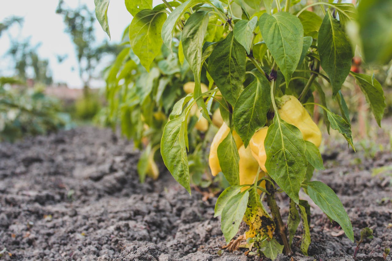 Kako do visokog prinosa paprike: Šta raditi odmah nakon prve berbe