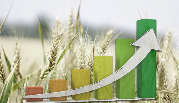 Rast cena kukuruza i pšenice: Berzanski promet premašio 91 milion dinara (26.01-30.01.2026)