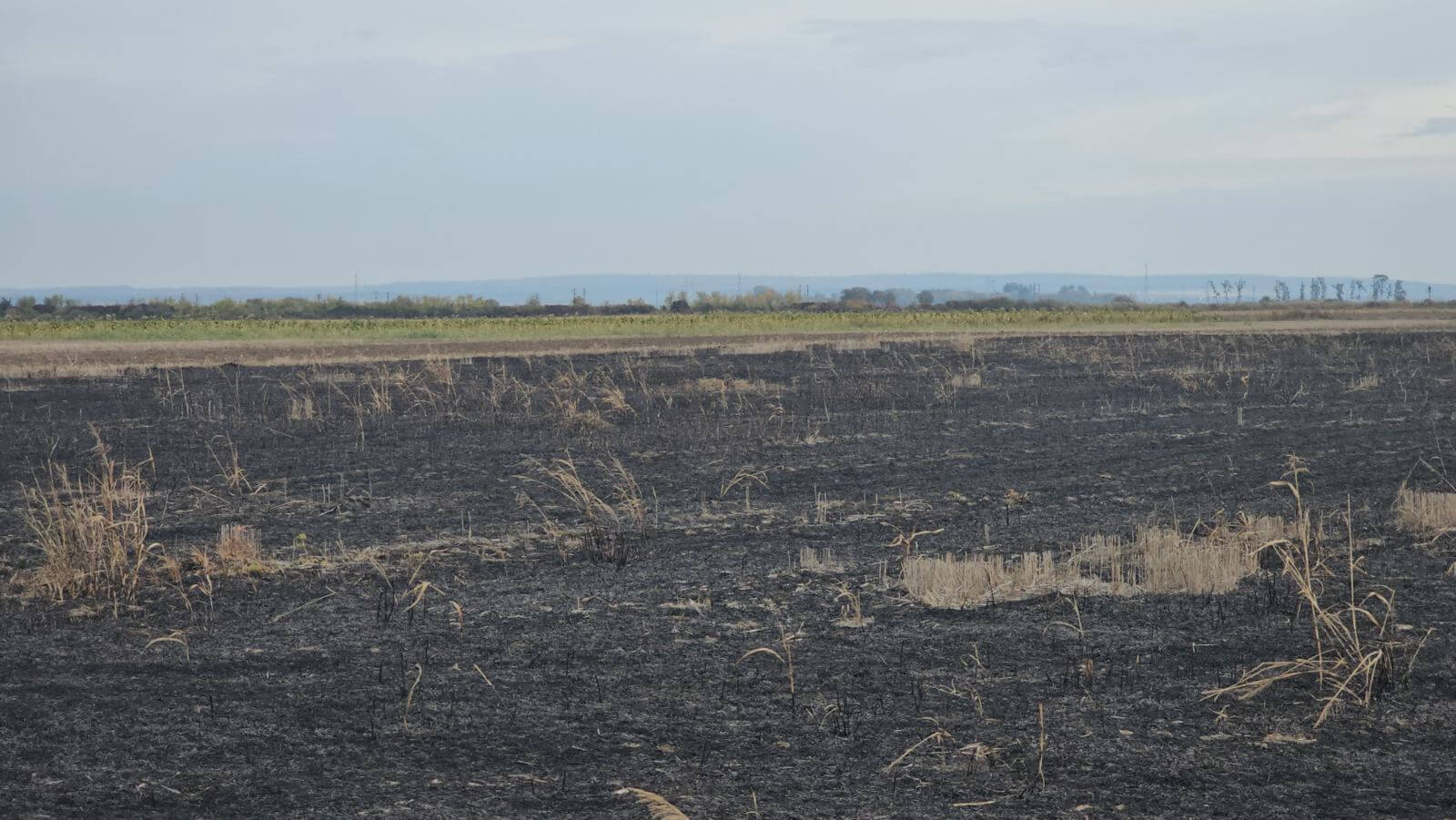 Ministarstvo poljoprivrede upozorava: Spaljena strnjika znači pasivan status gazdinstva